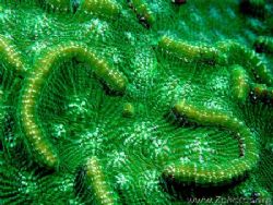 This is a closeup of Green Knobby Cactus Coral. The coral... by Zaid Fadul 